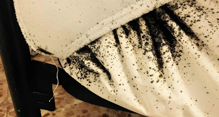 Where Does The Bed Bugs Come From When Your Home Is Clean