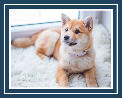 Pet Stain & Odor Removal