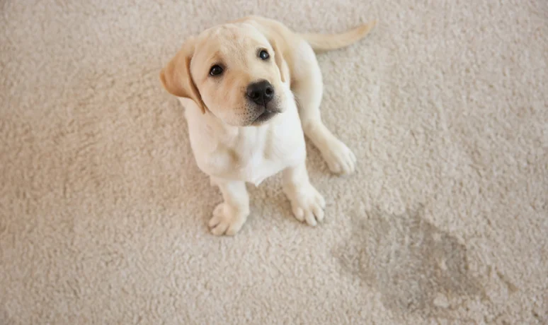 How To Remove Pet Stains From Carpet Without Ruining The Fibers